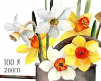 Watercolor narcissus clipart in watering can. Spring flowers Product Image 2
