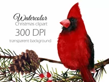 Watercolor Christmas clipart with cardinal birds Product Image 2