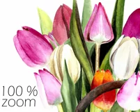 Watercolor tulip clipart in watering can. Spring flowers PNG Product Image 2