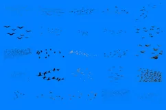 100 BIRD FLOCK TRANSPARENT PNG ANIMAL PHOTOSHOP OVERLAYS Product Image 3