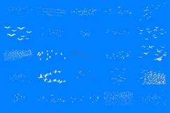 100 BIRD FLOCK TRANSPARENT PNG ANIMAL PHOTOSHOP OVERLAYS Product Image 7