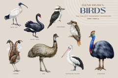 Australia Flora and Fauna Hand Drawn Illustration Set Product Image 6