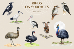 Australia Flora and Fauna Hand Drawn Illustration Set Product Image 11