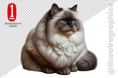 Birman Cat Clipart - PNG File Product Image 1