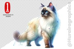 Birman Cat Clipart - PNG File Product Image 1