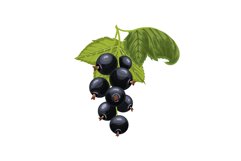 black currant branch cartoon vector illustration Product Image 1
