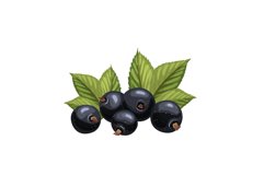 black currant fresh cartoon vector illustration Product Image 1