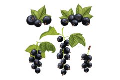 black currant berry set cartoon vector illustration Product Image 1