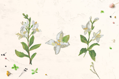 Jasmine flowers Clip Art Product Image 2