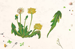 Cute Crayon Dandelion Flower Childlike Drawing Clipart Bundle Product Image 2