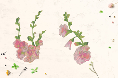 Rose of Sharon Clipart Product Image 2