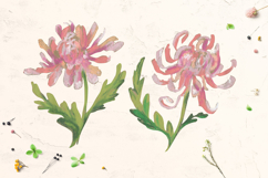 Chrysanthemum Clipart Product Image 2