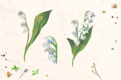 Lily of the valley Clipart Product Image 2