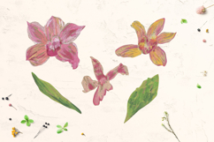 Orchid Clipart Product Image 2