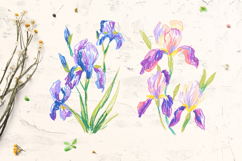 Iris illustrations clip art Product Image 3
