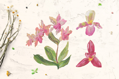 Orchid Clipart Product Image 3