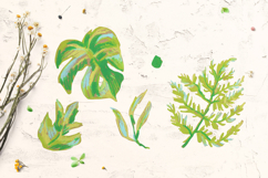 Crayon Botanical Leaves Clipart Set Monstera Fern Eucalyptus Product Image 3