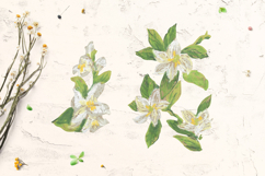Jasmine flowers Clip Art Product Image 3