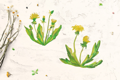 Cute Crayon Dandelion Flower Childlike Drawing Clipart Bundle Product Image 3
