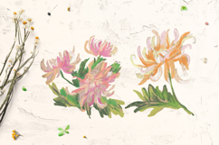 Chrysanthemum Clipart Product Image 3