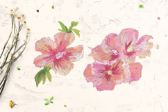 Rose of Sharon Clipart Product Image 3