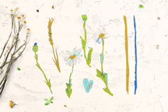 Crayon Wildflowers &amp; Grasses Clipart Lavender Chamomile Product Image 3