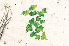 Crayon Ivy &amp; Grape Vine Clipart Kids Style Hand Drawn Leaves Product Image 2