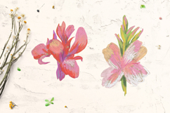 Canna lily Clip Art Product Image 3