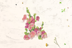 Rose of Sharon Clipart Product Image 4