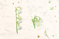 Lily of the valley Clipart Product Image 4