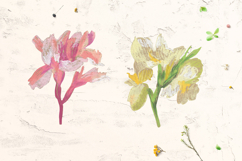 Canna lily Clip Art Product Image 4
