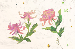Chrysanthemum Clipart Product Image 4