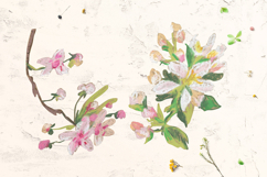 Sakura Clipart Product Image 5