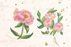 Peonies Clipart Product Image 4