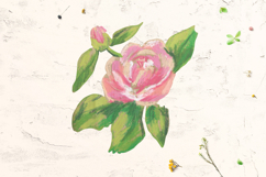 Camellia flowers Clip Art Product Image 4