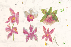 Orchid Clipart Product Image 4