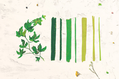 Crayon Ivy &amp; Grape Vine Clipart Kids Style Hand Drawn Leaves Product Image 3