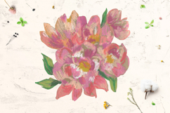 Peonies Clipart Product Image 5