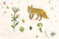 Crayon Wildlife Clipart Set Woodland Animals Birds &amp; Insects Product Image 5