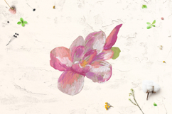Magnolia Clipart Product Image 5