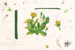 Cute Crayon Dandelion Flower Childlike Drawing Clipart Bundle Product Image 5