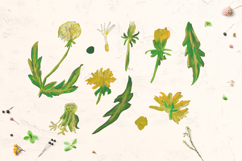 Cute Crayon Dandelion Flower Childlike Drawing Clipart Bundle Product Image 6