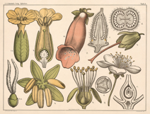 10 Danish Dutch Botany Study Restored Images Product Image 3