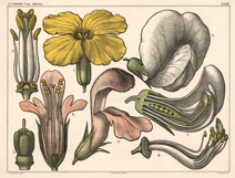 10 Danish Dutch Botany Study Restored Images Product Image 4