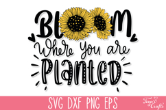 Bloom where you are planted SVG Quote | Sunflower SVG Quotes Product Image 1