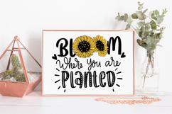 Bloom where you are planted SVG Quote | Sunflower SVG Quotes Product Image 4