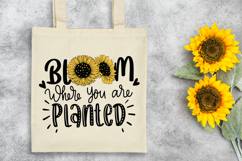 Bloom where you are planted SVG Quote | Sunflower SVG Quotes Product Image 5