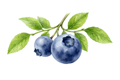 Blueberry Png | Fruit Png Product Image 1