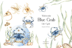 Watercolor Blue Crab Life Cycle Set Bundle Product Image 1