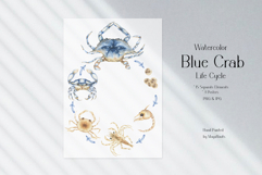 Watercolor Blue Crab Life Cycle Set Bundle Product Image 2